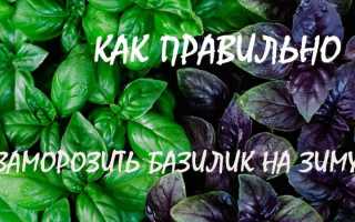 4 способа заморозить базилик на зиму: сохраняем вкус и пользу