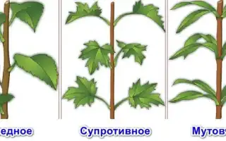 Лекция 8. плоды и семена
