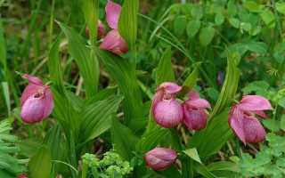 Peganum harmala l.описание таксона