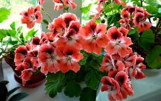 Erodium cicutarium (l.) l’hér.описание таксона
